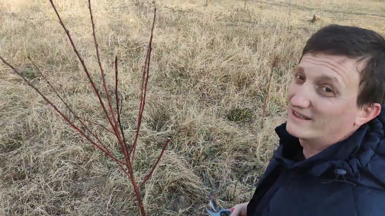 ახალი დარგული ატმის გასხვლა-ფორმირება