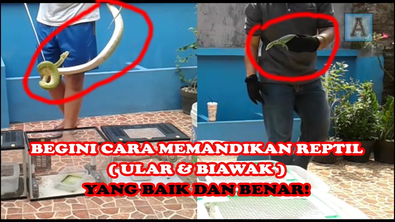  CARA  MEMANDIKAN REPTIL  ULAR BIAWAK DENGAN BAIK DAN 