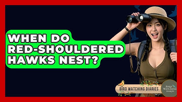 When Do Red-shouldered Hawks Nest? - Bird Watching Diaries