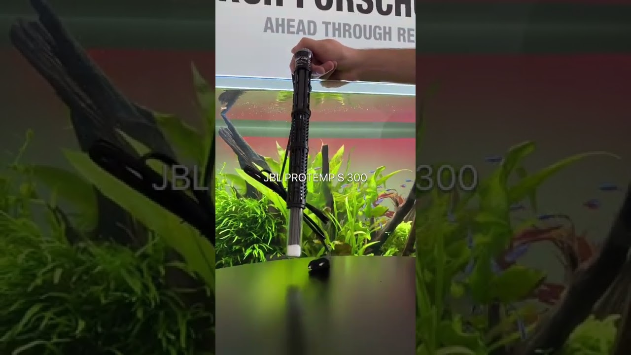 🌡️🔥 JBL PROTEMP S 300 - Heating for aquariums #shorts #meinjbl #myjbl -  YouTube