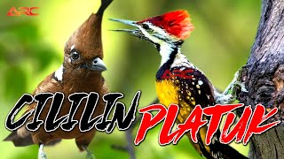 Download Lagu MASTERAN PLATUK BAWANG VS CILILIN | 100% AUDIO JERNIH KUALITAS HD MP3 Download Lagu MASTERAN PLATUK BAWANG VS CILILIN | 100% AUDIO JERNIH KUALITAS HD MP3