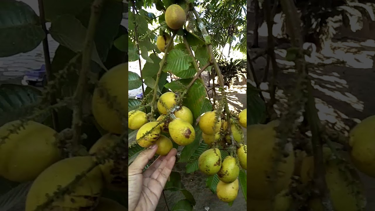 Buah Matoa #langka khas buah papua enak bgtt 