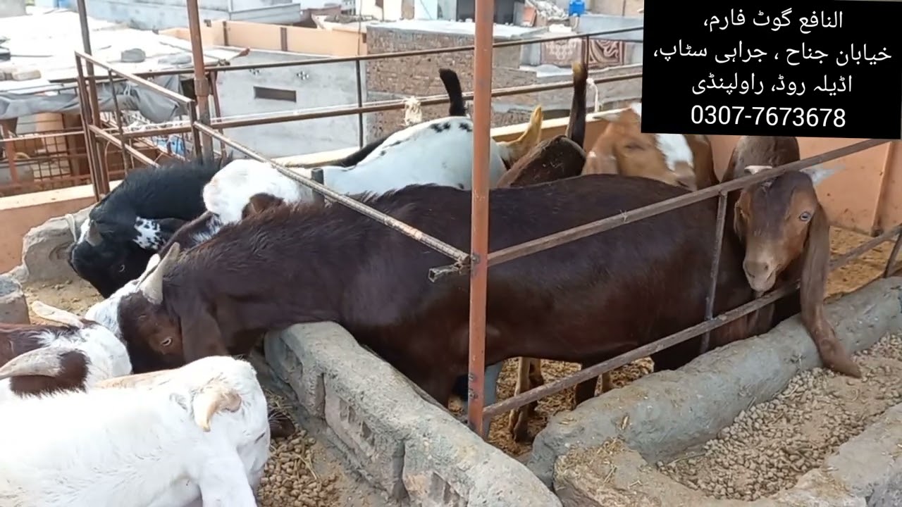 Goat Udder Problems || Goat Farming In Pakistan ||