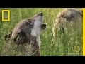 How Did Wolves Evolve? | National Geographic