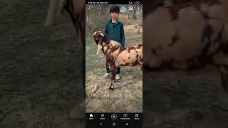 Bloch goat farming pdk | goat  || farming short ytshort  | Trending shorts|goat farming in Pakistan