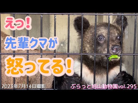 保護子クマ】先輩クマが嫉妬？いじける。可愛いエゾヒグマの