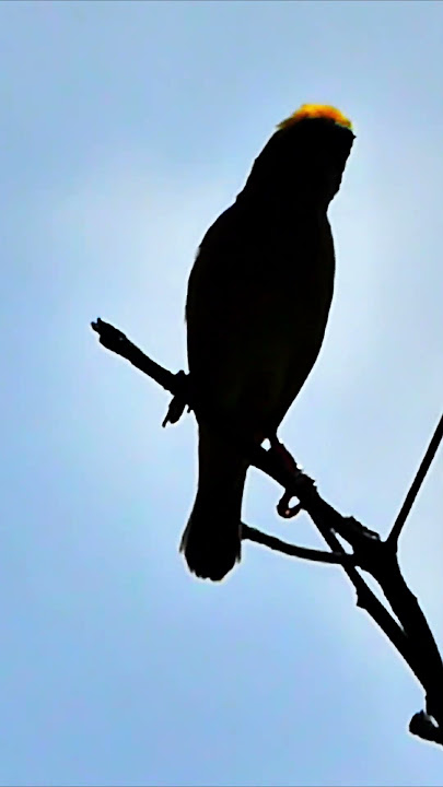 White Rumped Munia making Nests