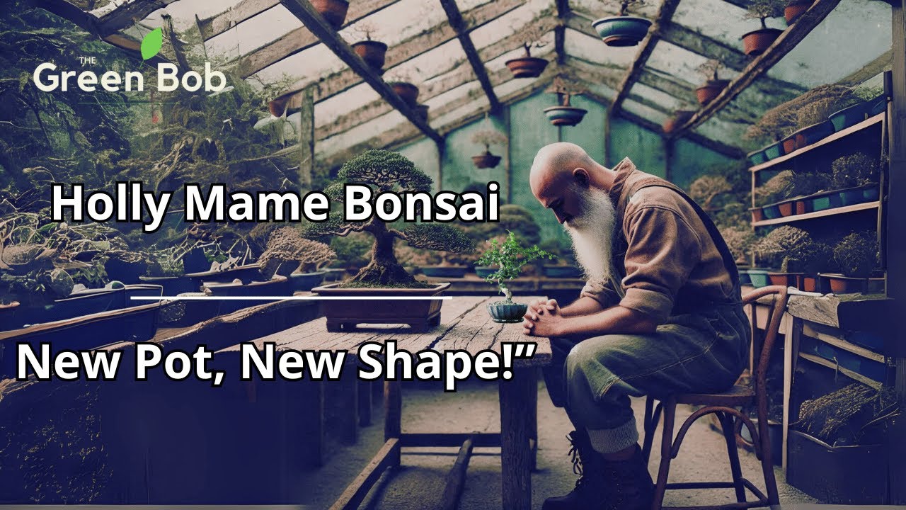 Repotting a Mame Holly Bonsai: Pruning, Wiring & Styling