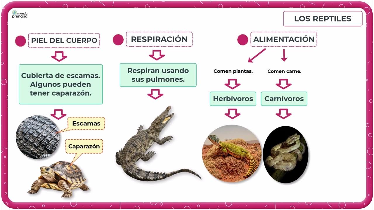 Características De Los Reptiles: Datos Fascinantes Que Debes Saber