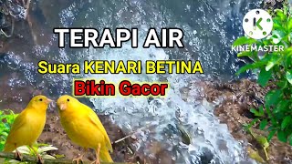 terapi air suara kenari betina memanggil jantan | pancingan kenari betina