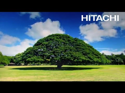 「日立の樹」CM 樹と光 篇 - Hitachi