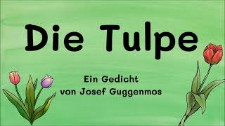 Die Tulpe - Ein Gedicht von Josef Guggenmos