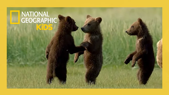 Wild Babies of America's National Parks! | Full Episode | @natgeokids thumbnail
