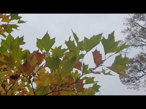 Platanus occidentalis platan západní