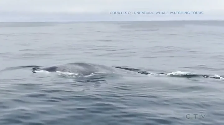 A blue whale swims alongside a charter boat in Lunenburg, Nova Scotia - DayDayNews