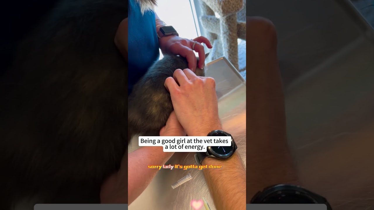 From Hater to Cat Dad: A Stray Kitten’s Desert Adventure 🐱❤️#rescue #lovestory #fyp #animalrescue