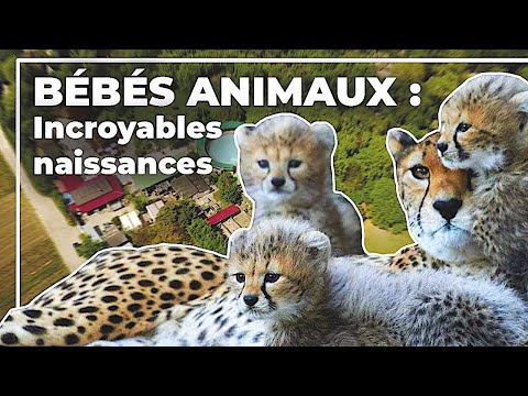 Vidéo: 11 bébés animaux incroyablement adorables à voir avant la fin du monde