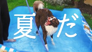【夏本番】お水大好きボーダーコリー、初めてのプールで高速回転！/Border Collie Puppy & kitten by ゆに&メッシ.DOG&CAT 419 views 2 years ago 7 minutes, 25 seconds