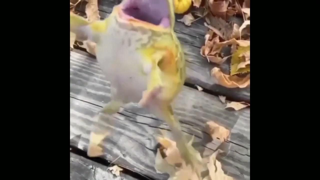 Jumping frog - YouTube