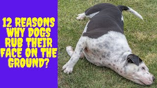 12 Reasons Why dogs rub their face on the Ground?