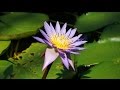 Aquatic Garden 水生植物公園みずの森 の動画、YouTube動画。