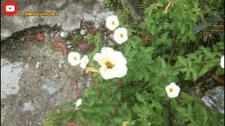 pesan terakhir Husain di tengah-tengah musuh beliau sebelem syahid