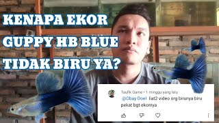 #guppy PENYEBAB EKOR GUPPY HB BLUE TIDAK BIRU