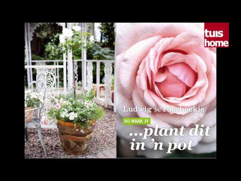 Video: Plantluise Op Rose (22 Foto's): Hoe Om Tuis Te Verwerk? Hoe Om Van Plantluise In Die Tuin Ontslae Te Raak? Hoe Om Met Chemikalieë Te Spuit En Hoe Om Plantluise Met Seep Te Hanteer?