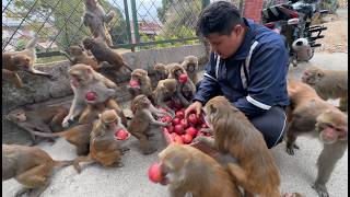 Apple party for monkeys || Assisting street dogs and monkeys