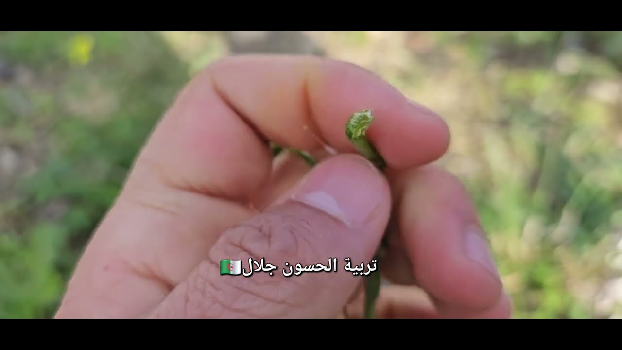 تجهيز الحسون رحلة البحث وتعليمكم التفريق هذي نبة ياكلها الحسون وهذه لا ...