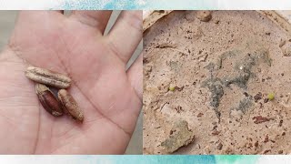 How to grow date palm from seed | Easy grow Phoenix dactylifera | plants documentary