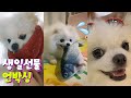 솜이 생일 선물로 받은것 생일 선물 언박싱 포메 포메라니안 Pomeranian Vlog 솜이 생일 선물로 받은것 생일 선물 언박싱 포메 포메라니안 Pomeranian Vlog
