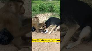 Doggie And Monkey Friendshipmy Family. Monkey Caring Of Dog.