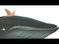  the snail and the whale  animated and read aloud for kids