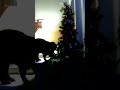 Oliver the Christmas tree🎄 slayer 🤷🏻‍♂️