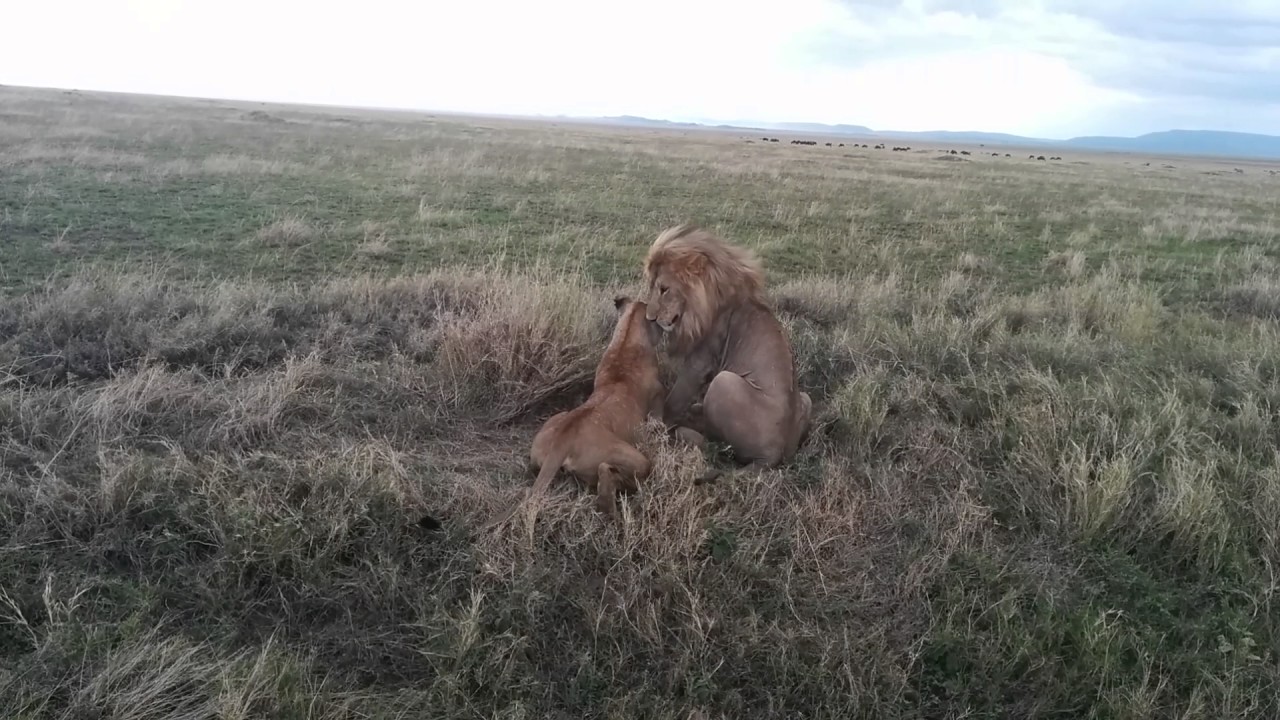 Lion Having Sex Serengeti National Park Tanzania Youtube 