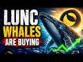 LUNC READY FOR MAJOR RALLY?! PRICE PREDICTION