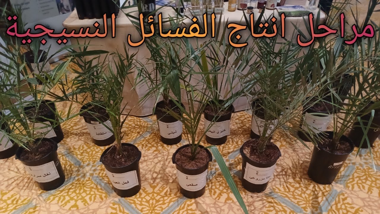 مراحل انتاج الفسائل النسيجية من البداية حتى النهاية داخل مختبر زراعة الأنسجة