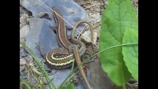 Caucasian Species Of Lizards