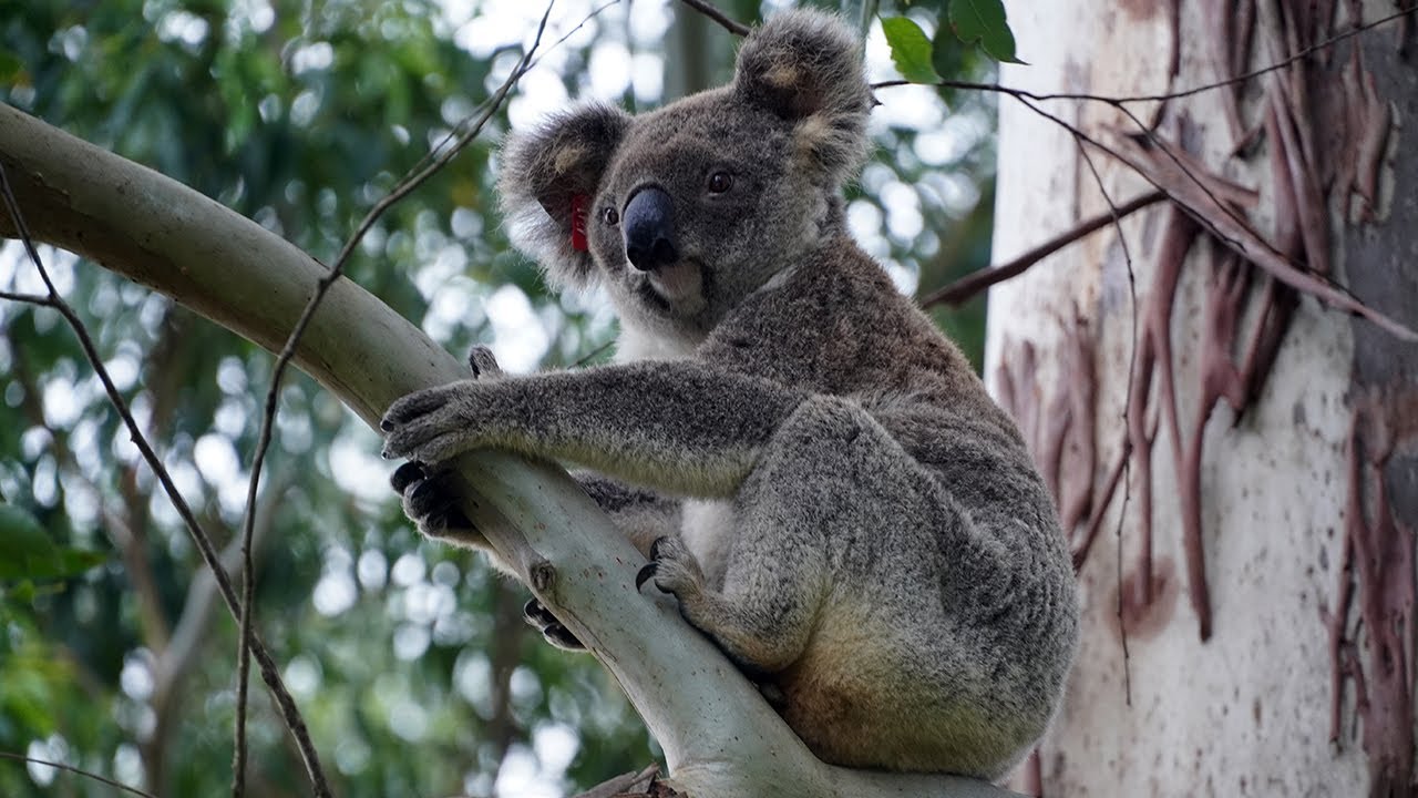 Meet "Mr. Cuddly" Koala Bear! YouTube