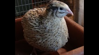 видео: Перепела и Черная львинка. картинка: Перепела и Черная львинка.