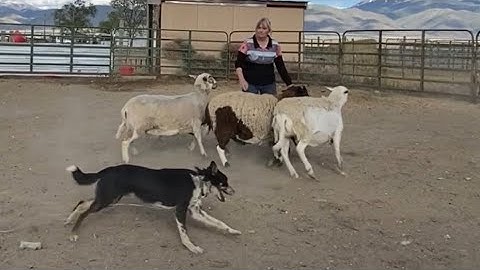 Phase Two of Round Pen Training:  Circling the Livestock and Teaching Commands