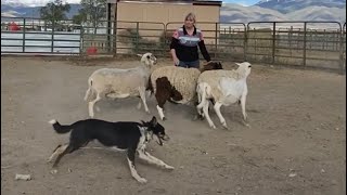 Phase Two of Round Pen Training:  Circling the Livestock and Teaching Commands