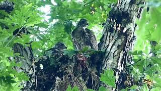 Redshouldered Nest / Nid de buse à épaulettes rousses