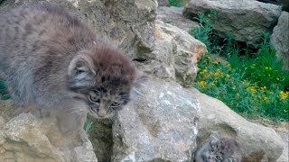 pallas cat kittens the long version©