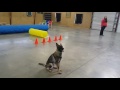Super Star German Shepherd Puppy Super Star German Shepherd Puppy
