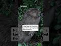 How beavers became London’s unexpected flood heroes