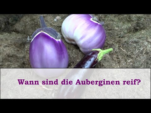 Video: Auberginenpfau