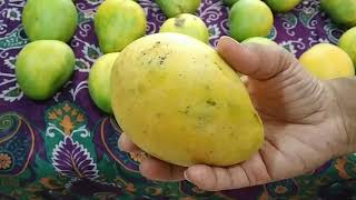 Mangos have come in the market , you never get mangoes any season
except summer. before use of please clean with water and a...