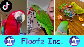 The Funniest Birds of TikTok!